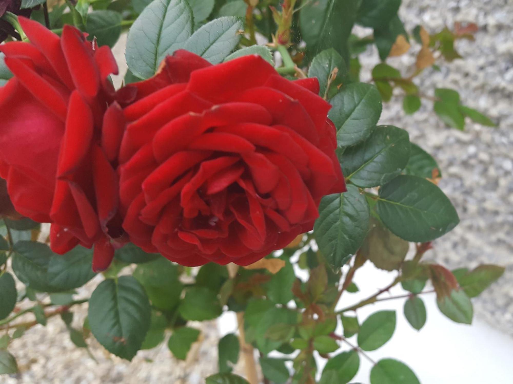 קילאלו Bealkelly Country House חדר תמונה